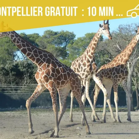 Amja Proche Clinique Saint-roch 3 3 Salles De Bain Parking Gratuit Ideal Famille Groupe Coworking 10 Min Centre 10 Min 5 Min Sortie Autoroute דירה *